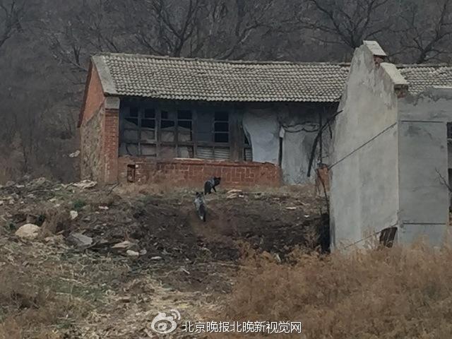 ��������400��ֻ���꼯����ɽҧ������ ��������